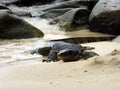 Big Lizard in Sapi Island