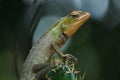 A big lizard sitting on a cactus