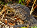 Big lizard varanus closeup side view Royalty Free Stock Photo