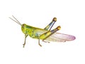Big locust grasshopper cutout
