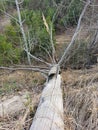 Big log in forest at spring day