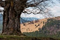 Beech tree in spring mountains Royalty Free Stock Photo