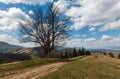 Beech tree in spring mountains Royalty Free Stock Photo