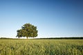 The big lonely oak tree on a green field against the blue sky. Royalty Free Stock Photo