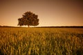 The big lonely oak tree on a green field at sunset. Royalty Free Stock Photo