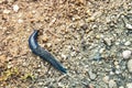 Big long blue slug crawling on the ground with close-up Royalty Free Stock Photo