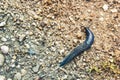 Big long blue slug crawling on the ground with close-up Royalty Free Stock Photo