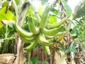 Big horn banana fruit at the tree, old and green