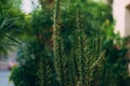 Big and long green cactus with selective focus and blurred background.