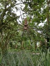 This big, long-legged spider. is waiting for its prey to come, it usually eats small insects Royalty Free Stock Photo