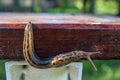 Big long snail Royalty Free Stock Photo