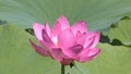 Big Lotus flower close up on green leaves background Royalty Free Stock Photo