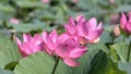 Big Lotus flower close up on green leaves background Royalty Free Stock Photo