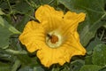 Big luffa flower blooming. Royalty Free Stock Photo
