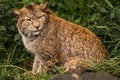 Lynx close up standing calm on green grass