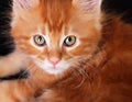 Big Magic Kitten Eyes. Closeup. Red Solid Maine Coon Ginger Small Cat With Beautiful Brushes On The Ears On Black Background Look