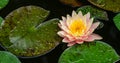 Big magic pink water lily or lotus flower Perry`s Orange Sunset with spotted colorful leaves in garden pond. Close-up of Nymphaea