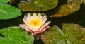 Big magic pink water lily or lotus flower Perry`s Orange Sunset with spotted colorful leaves in garden pond. Royalty Free Stock Photo