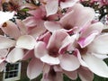 Big Magnolia Blossoms in Spring Royalty Free Stock Photo