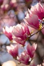 A big magnolia tree full with blossom flowers in rose pink color. Floral detail photography. Royalty Free Stock Photo