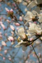 A big magnolia tree full with blossom flowers in white color. Floral detail photography. Royalty Free Stock Photo