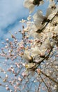 A big magnolia tree full with blossom flowers in white color. Floral detail photography. Royalty Free Stock Photo