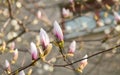 A big magnolia tree full with blossom flowers in white color. Floral detail photography. Royalty Free Stock Photo