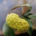 Magnolio fruit Royalty Free Stock Photo