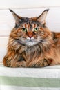 Big maine coon cat looks at the camera and lies on the bedspread. Portrait fluffy tortoiseshell cat with green eyes close-up