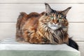 Big maine coon cat looks at the camera and lies on the bedspread. Portrait fluffy tortoiseshell cat with green eyes on the couch 
