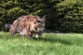 Big Maine Coon cat is playing in the summer sunny garden Royalty Free Stock Photo