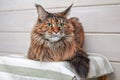 Big maine coon cat. Portrait fluffy tortoiseshell cat with green eyes on the couch