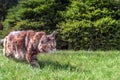 Big Maine Coon cat stalks on green lawn in summer Sunny garden. Royalty Free Stock Photo