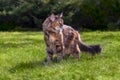 Large Maine Coon cat walks on green lawn in summer sunny garden. Royalty Free Stock Photo