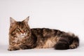 Big mainecoon tabby brown color on white Royalty Free Stock Photo