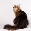 Big mainecoon tabby brown color on white Royalty Free Stock Photo