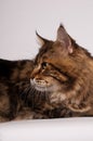 Big mainecoon tabby brown color on white Royalty Free Stock Photo