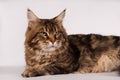 Big mainecoon tabby brown color on white Royalty Free Stock Photo