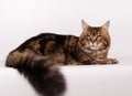 Big mainecoon tabby brown color on white Royalty Free Stock Photo
