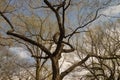 Big majestic buding trees on a spring day in the park Royalty Free Stock Photo