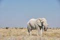 Big male african Elephant Bull in Etosha Namibia Royalty Free Stock Photo