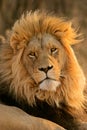 Big male African lion Royalty Free Stock Photo