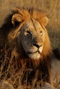 Big male African lion Royalty Free Stock Photo