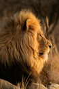 Big male African lion Royalty Free Stock Photo