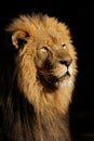 Big male African lion Royalty Free Stock Photo