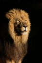 Big male African lion Royalty Free Stock Photo