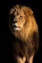 Big male African lion Royalty Free Stock Photo