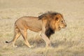 Big male African lion - Etosha Royalty Free Stock Photo