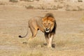 Big male African lion - Etosha Royalty Free Stock Photo