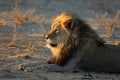 African lion in early morning light Royalty Free Stock Photo